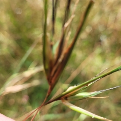 Themeda triandra (Kangaroo Grass) at Crooked Corner, NSW - 8 Jan 2022 by trevorpreston