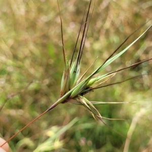 Themeda triandra at Crooked Corner, NSW - 8 Jan 2022 10:18 AM