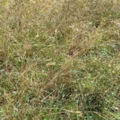 Themeda triandra at Crooked Corner, NSW - 8 Jan 2022 10:18 AM