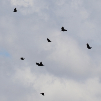 Corvus mellori (Little Raven) at Symonston, ACT - 8 Jan 2022 by RodDeb