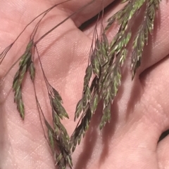 Poa sieberiana at Cotter River, ACT - 29 Dec 2021