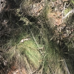 Poa sieberiana at Cotter River, ACT - 29 Dec 2021 11:48 AM