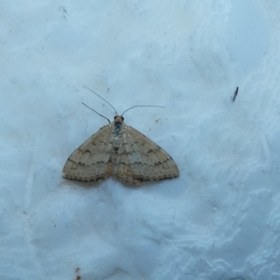 Scopula rubraria (Reddish Wave, Plantain Moth) at McKellar, ACT - 8 Jan 2022 by Amata