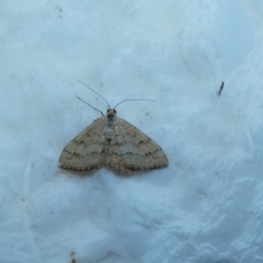 Scopula rubraria (Plantain Moth) at McKellar, ACT - 8 Jan 2022 by Birdy