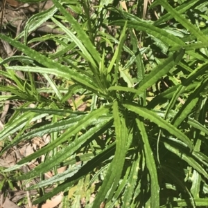 Senecio diaschides at Cotter River, ACT - 29 Dec 2021