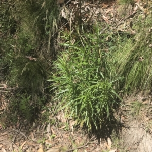 Senecio diaschides at Cotter River, ACT - 29 Dec 2021