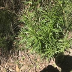 Senecio diaschides at Cotter River, ACT - 29 Dec 2021