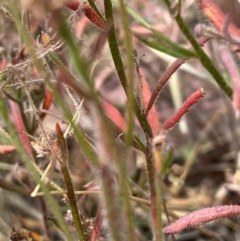 Gonocarpus tetragynus at Fentons Creek, VIC - 8 Jan 2022 by KL