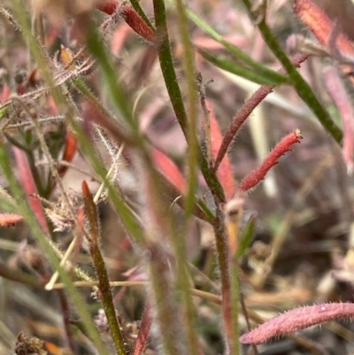 Gonocarpus tetragynus (Common Raspwort) at Fentons Creek, VIC - 8 Jan 2022 by KL