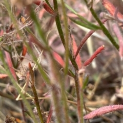 Unidentified Other Wildflower or Herb (TBC) at Fentons Creek, VIC - 8 Jan 2022 by KL
