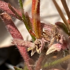 Gonocarpus tetragynus at Fentons Creek, VIC - 8 Jan 2022 11:31 AM