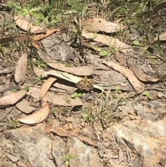 Trapezites eliena (Orange Ochre) at Namadgi National Park - 29 Dec 2021 by Tapirlord