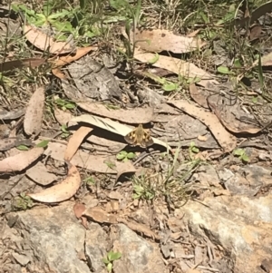 Trapezites eliena at Cotter River, ACT - 29 Dec 2021 12:01 PM