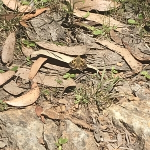 Trapezites eliena at Cotter River, ACT - 29 Dec 2021 12:01 PM