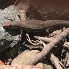 Lampropholis guichenoti at Brindabella, NSW - 29 Dec 2021