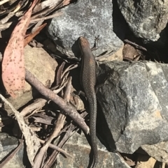 Lampropholis guichenoti at Brindabella, NSW - 29 Dec 2021