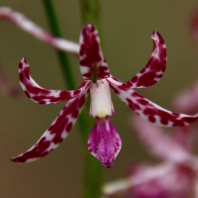 Dipodium variegatum (Blotched Hyacinth Orchid) at Broulee Moruya Nature Observation Area - 8 Jan 2022 by LisaH