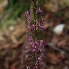 Dipodium variegatum at Moruya, NSW - suppressed