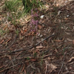 Dipodium variegatum at Moruya, NSW - suppressed