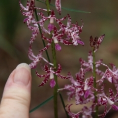 Dipodium variegatum at Moruya, NSW - 8 Jan 2022