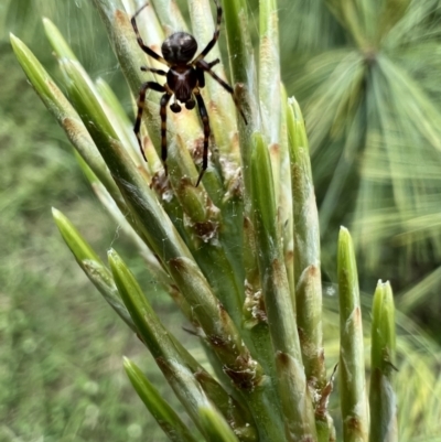 Araneus albotriangulus (White-triangle orb weaver) at Murrumbateman, NSW - 2 Nov 2021 by SimoneC