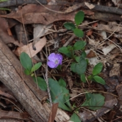 Brunoniella pumilio (Dwarf Blue Trumpet) at Broulee Moruya Nature Observation Area - 8 Jan 2022 by LisaH