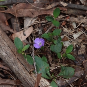 Brunoniella pumilio at Moruya, NSW - suppressed