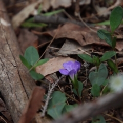 Brunoniella pumilio at Moruya, NSW - suppressed