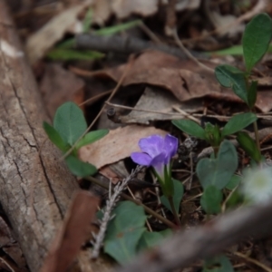 Brunoniella pumilio at Moruya, NSW - suppressed