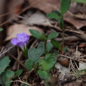Brunoniella pumilio at Moruya, NSW - suppressed