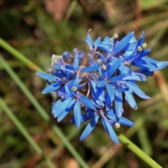 Brunonia australis (Blue Pincushion) at Burwood Creek Nature Reserve - 7 Jan 2022 by JohnBundock