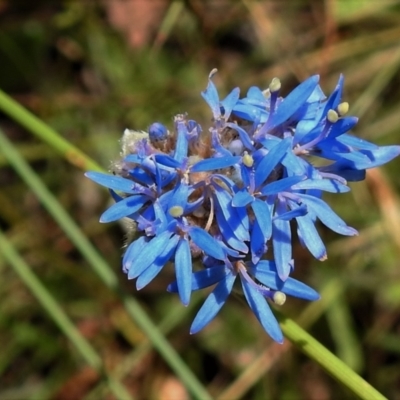 Brunonia australis (Blue Pincushion) at Burwood Creek Nature Reserve - 7 Jan 2022 by JohnBundock