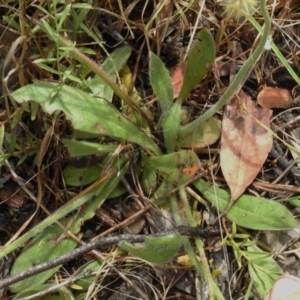 Brunonia australis at Crooked Corner, NSW - 8 Jan 2022