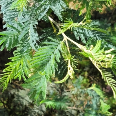 Acacia dealbata (Silver Wattle) at Crooked Corner, NSW - 8 Jan 2022 by trevorpreston