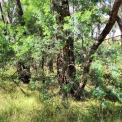 Acacia dealbata at Crooked Corner, NSW - 8 Jan 2022 10:17 AM