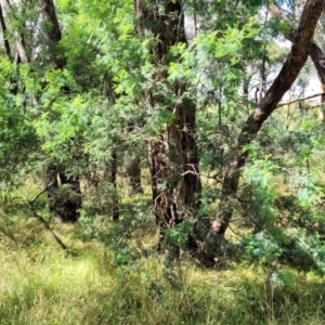 Acacia dealbata at Crooked Corner, NSW - 8 Jan 2022