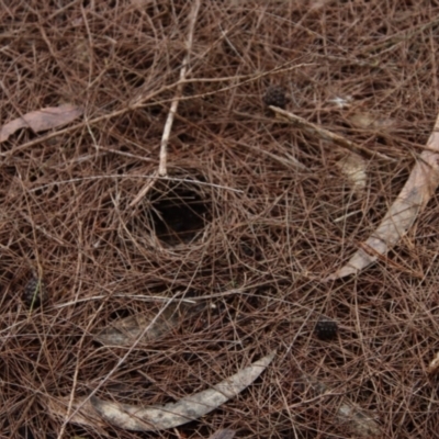 Perameles nasuta at Broulee Moruya Nature Observation Area - 8 Jan 2022 by LisaH