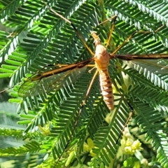 Leptotarsus (Leptotarsus) sp.(genus) (A Crane Fly) at Crooked Corner, NSW - 8 Jan 2022 by trevorpreston