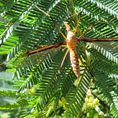 Leptotarsus (Leptotarsus) sp.(genus) (A Crane Fly) at Crooked Corner, NSW - 8 Jan 2022 by trevorpreston