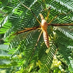Leptotarsus (Leptotarsus) sp.(genus) (A Crane Fly) at Crooked Corner, NSW - 7 Jan 2022 by tpreston