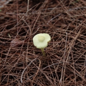 Leucocoprinus sp. at Moruya, NSW - 8 Jan 2022