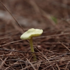 Leucocoprinus sp. at Moruya, NSW - 8 Jan 2022