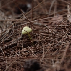 Leucocoprinus sp. at Moruya, NSW - 8 Jan 2022