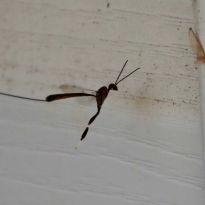 Gasteruption sp. (genus) (Gasteruptiid wasp) at Broulee Moruya Nature Observation Area - 8 Jan 2022 by LisaH