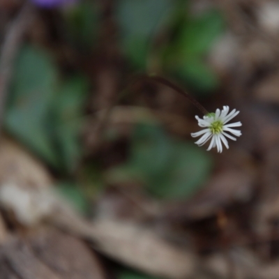 Lagenophora stipitata (Common Lagenophora) at Broulee Moruya Nature Observation Area - 8 Jan 2022 by LisaH