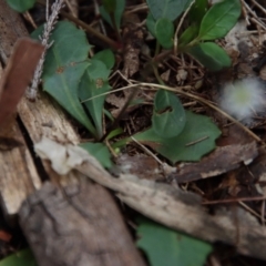 Lagenophora stipitata at Moruya, NSW - suppressed