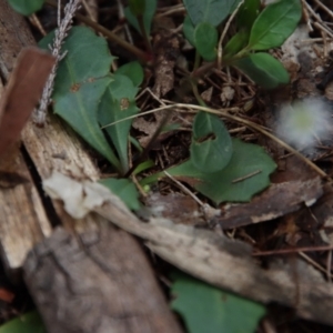 Lagenophora stipitata at Moruya, NSW - 8 Jan 2022