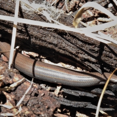 Hemiergis talbingoensis (Eastern Three-toed Earless Skink) at Bigga, NSW - 8 Jan 2022 by JohnBundock