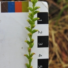 Microtis sp. at Crooked Corner, NSW - suppressed