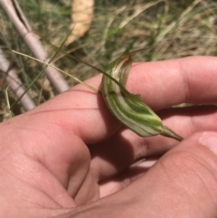 Diplodium aestivum (Long-tongued Summer Greenhood) at Namadgi National Park - 29 Dec 2021 by Tapirlord